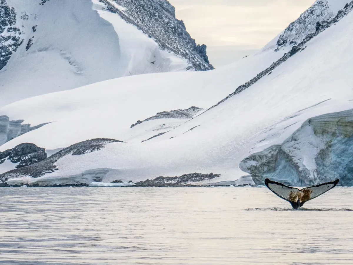 11-dagen-great-white-continent-cruise-antarctica-seabourn-1