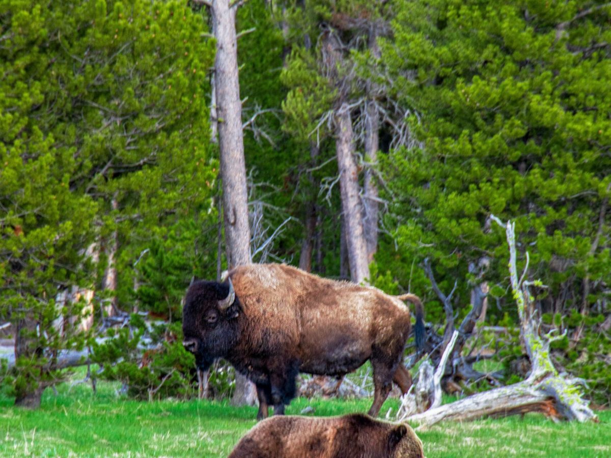 Rondreis-usa-yellowstone-country-wild-spirits-7