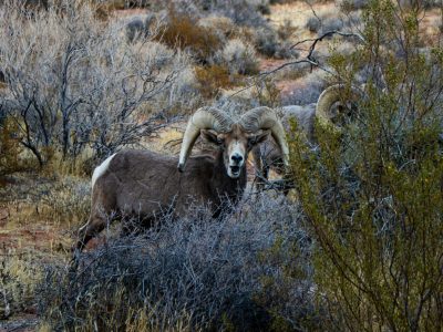 Rondreis-usa-yellowstone-country-wild-spirits-8