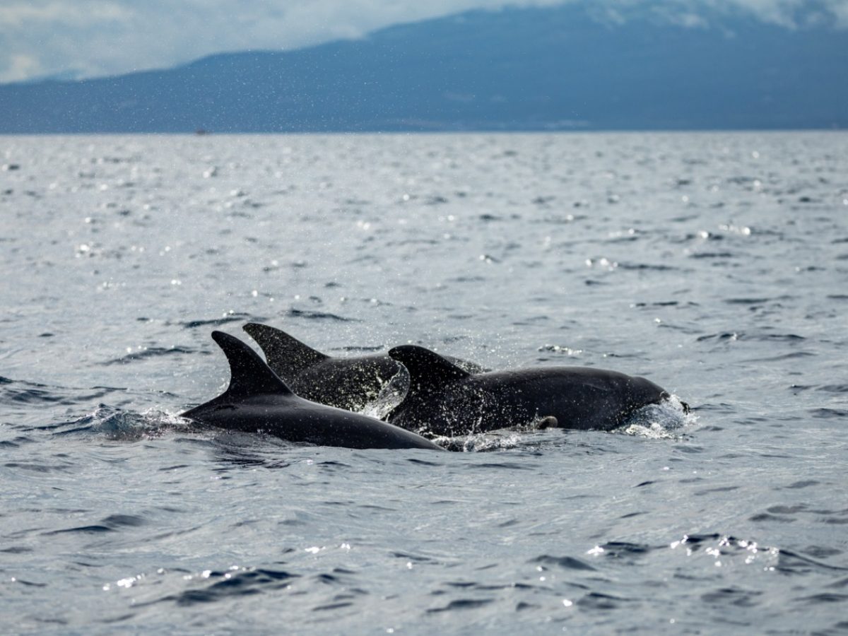 Wale_gehoren_zur_reichen_Tierwelt_der_Azoren_c_Hapag-Lloyd_Cruises-Groot