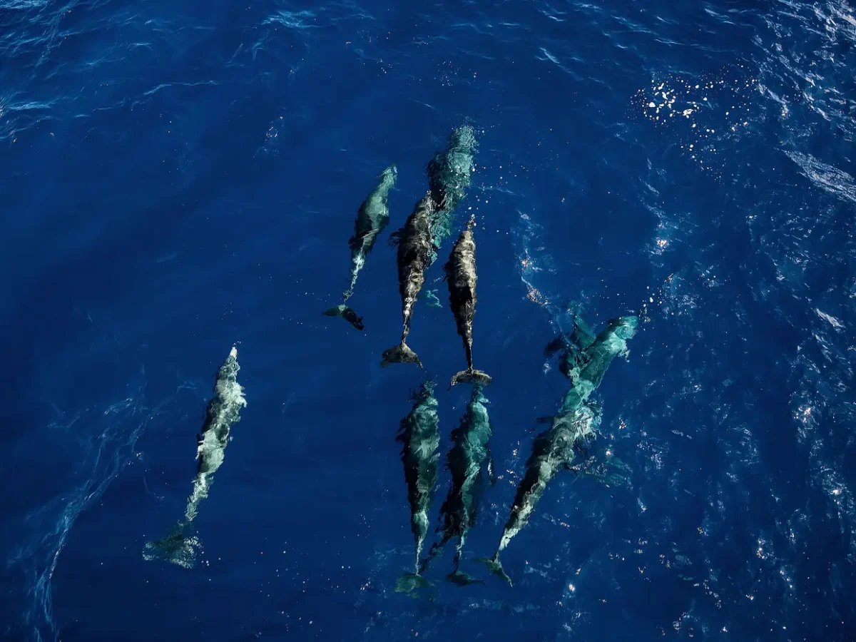 mooiste-luxe-expeditie-cruises-met-Hapag-Lloyd-Cruises-02-Tinakula008_HL_F39-300-media-aa5d92e7-query@2x.7479a118